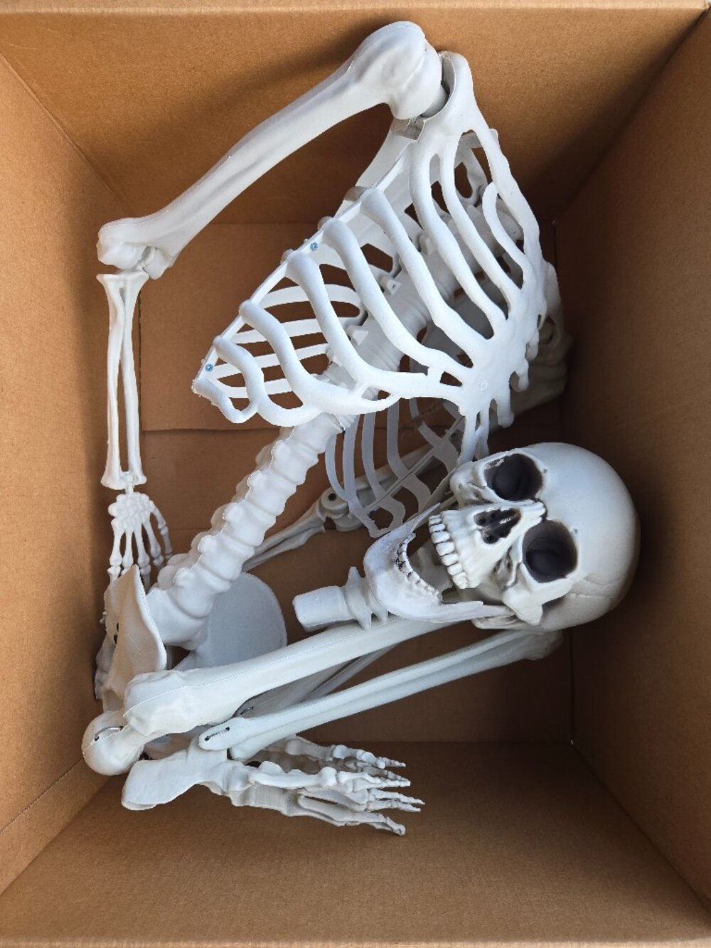 5'4" Poseable Skeleton Halloween